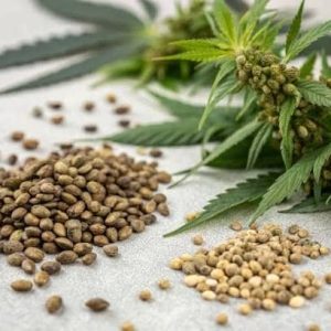 MARIJUANA SEEDS (55 seeds)
