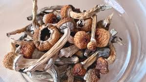 Magic (Psilocybin) Mushroom – 60g